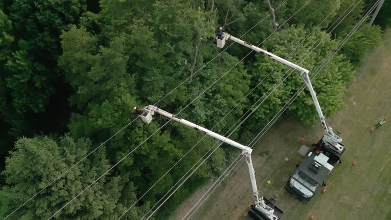 Tree and Shrub Care in St Georges, DE